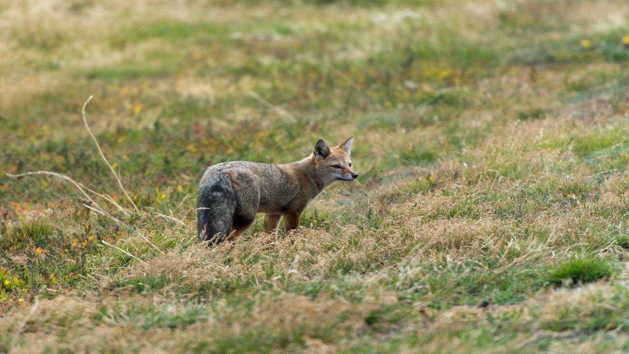Dia Inteiro No King Penguin Park Em Tierra Del Fuego foto 5