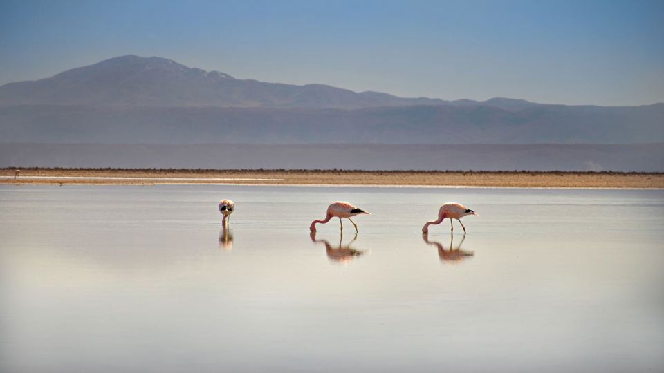 Full Day Piedras Rojas + Miscanti And Miñiques Altiplano Lagoons + Chaxa Lagoon + Atacama Salt Flat foto 4