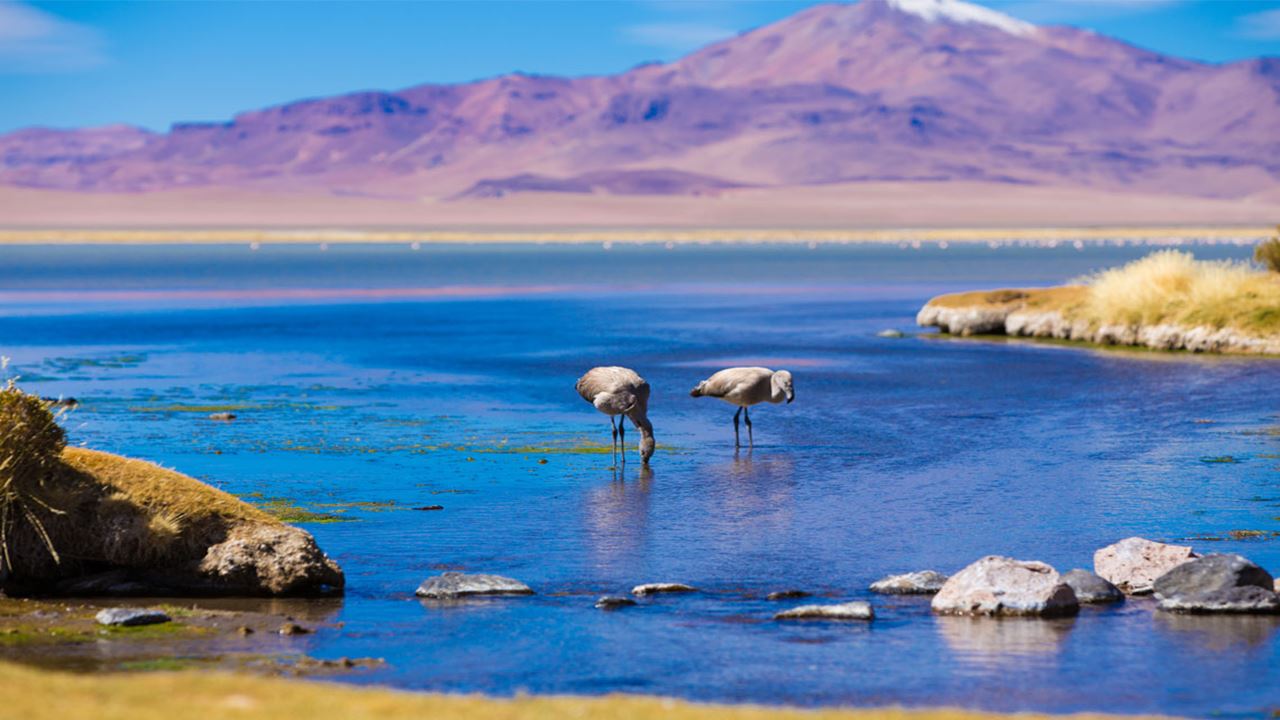 Full Day Piedras Rojas + Lagunas Altiplánicas Miscanti Y Miñiques + Laguna Chaxa + Salar De Atacama (1)