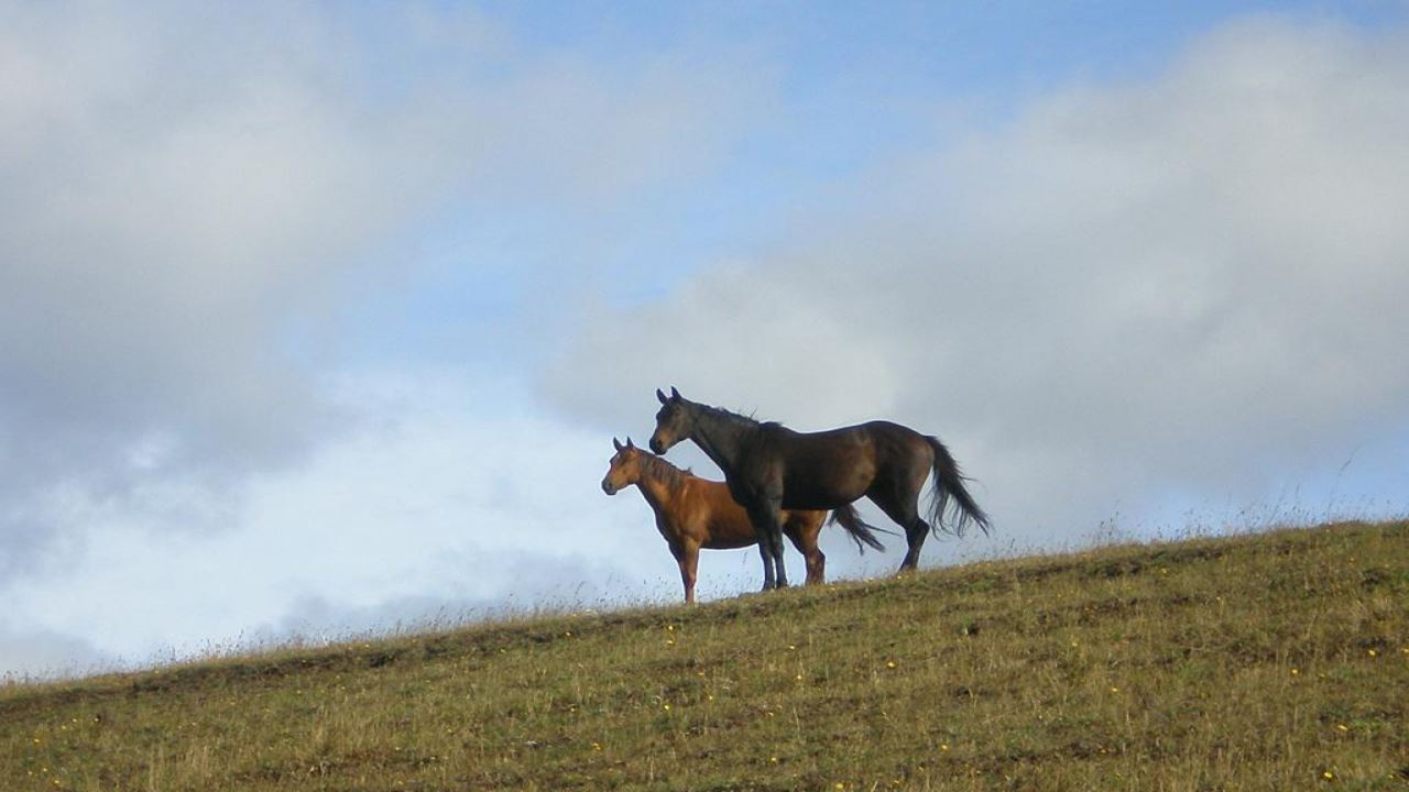 Gaucho Patagon Country Traditions In Coyhaique foto 4