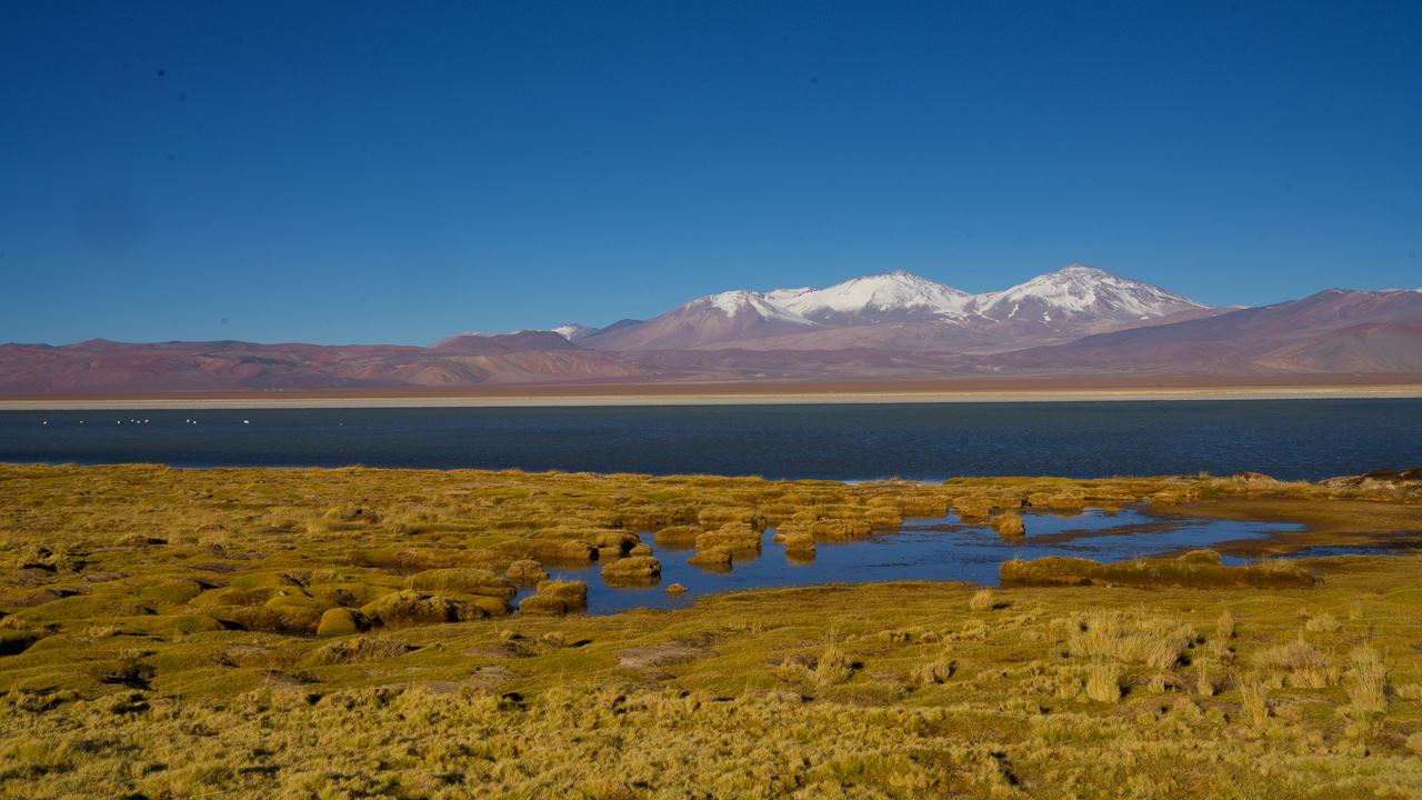 Half Day Cejar Lagoon + Ojos Del Salar + Tebenquiche Lagoon. (0)