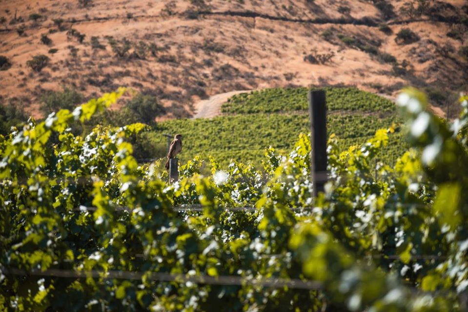 Haras De Pirque: Organic Vineyard Iconic Wine Tasting foto 4