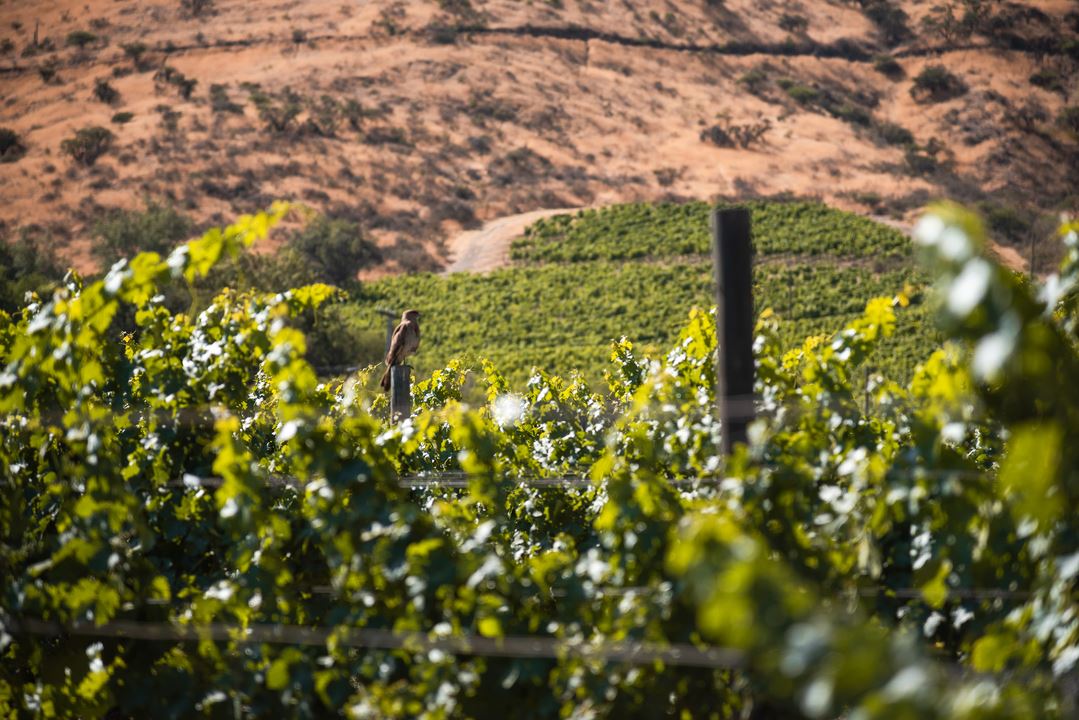 Haras De Pirque: Organic Vineyard Iconic Wine Tasting (3)