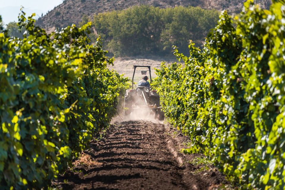 Haras De Pirque: Organic Vineyard Iconic Wine Tasting foto 6