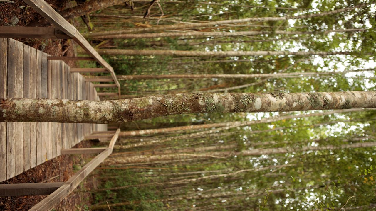 Huilo Huilo Biological Reserve From Pucon foto 6