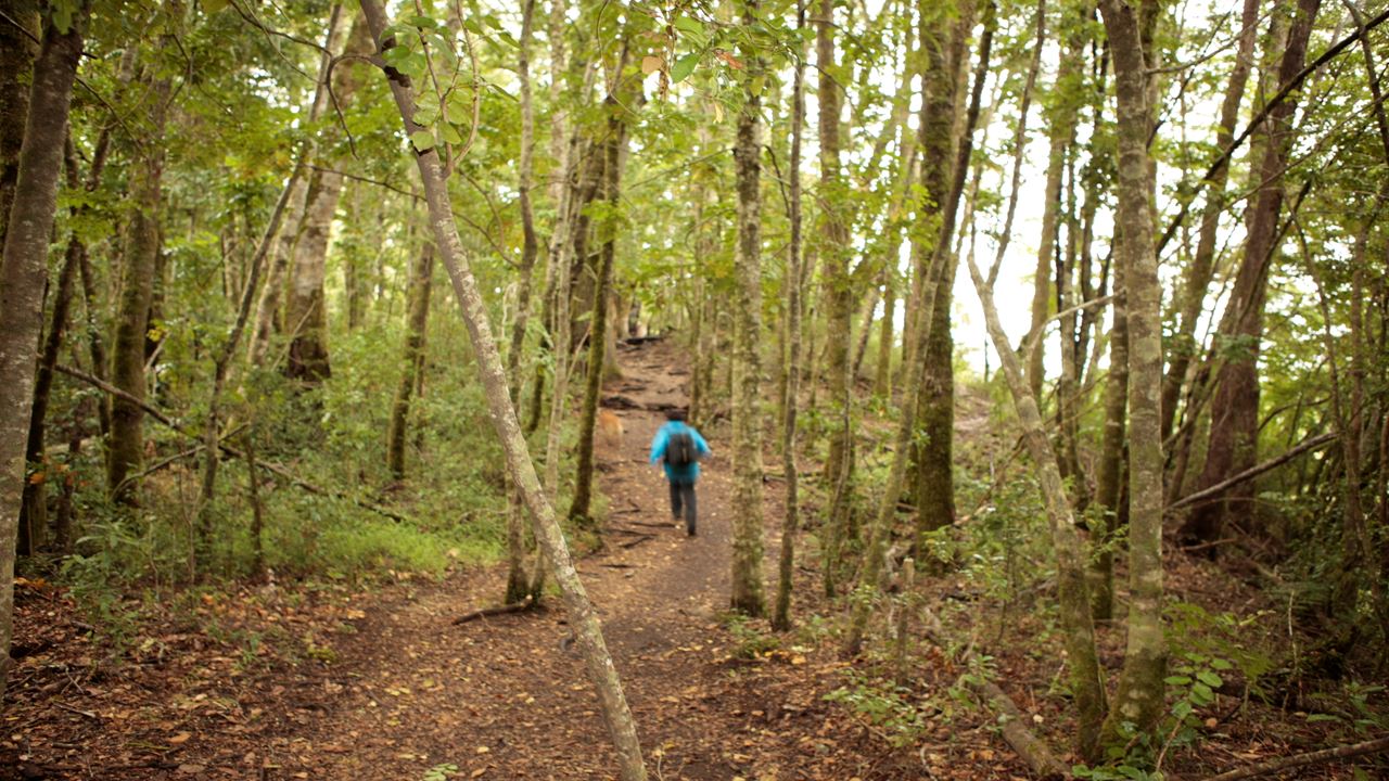 Huilo Huilo Biological Reserve From Pucon foto 1