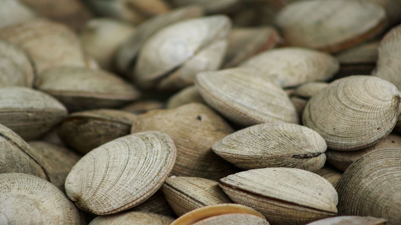 The Pulmay Route: Chilote Flavors foto 9