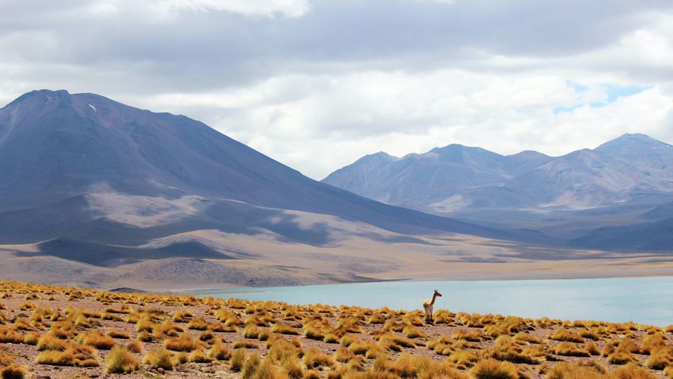 Altiplano Lagoons, Atacama Salt Flats And Piedras Rojas foto 7