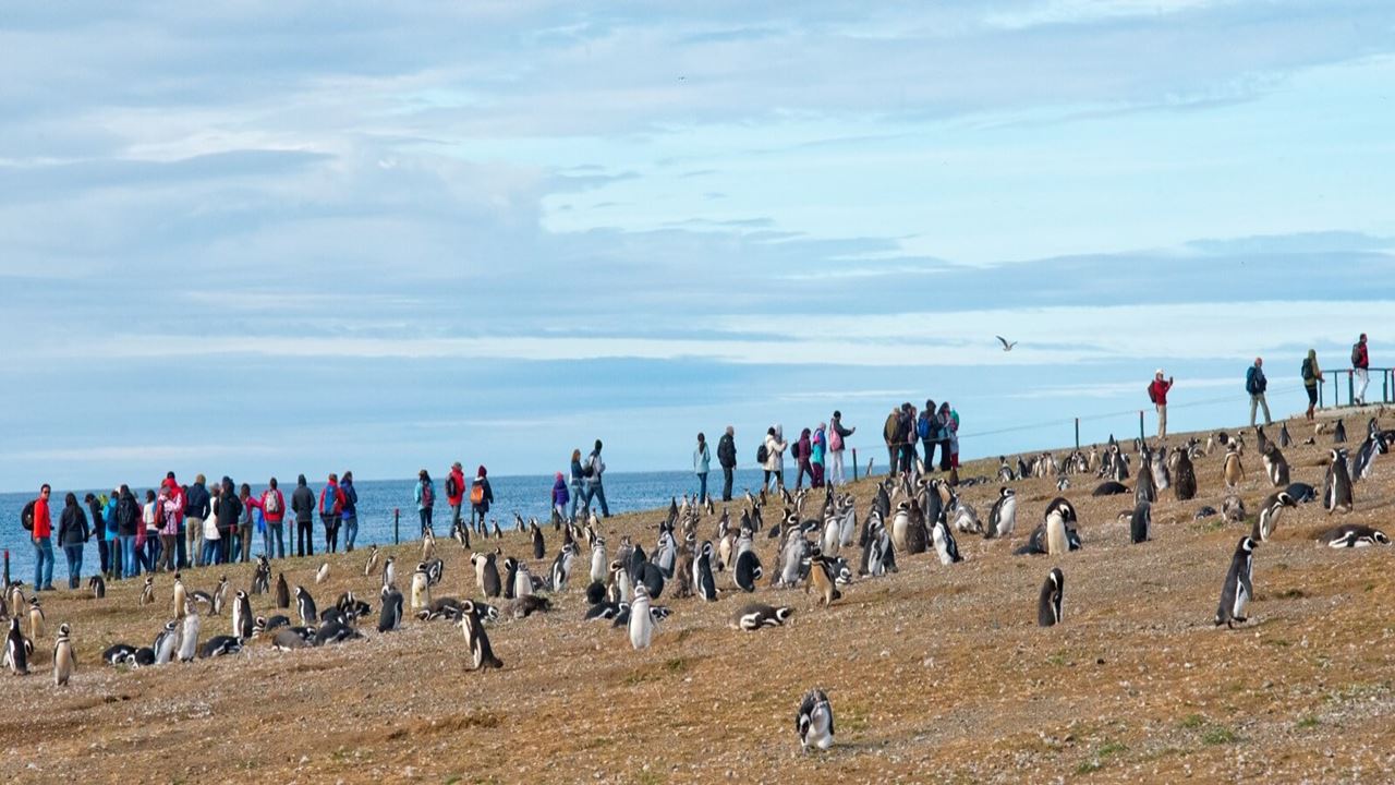 Navegacion Pingüinera Isla Magdalena foto 2