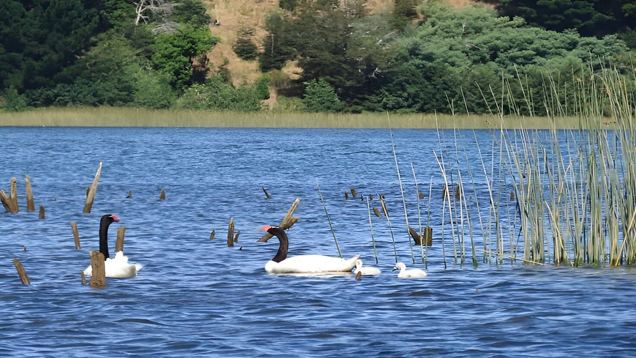 Navegação Punucapa E Seu Santuário Natural Em Valdivia foto 5