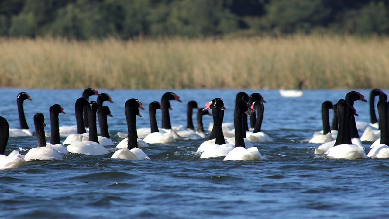 Navegação Punucapa E Seu Santuário Natural Em Valdivia foto 7