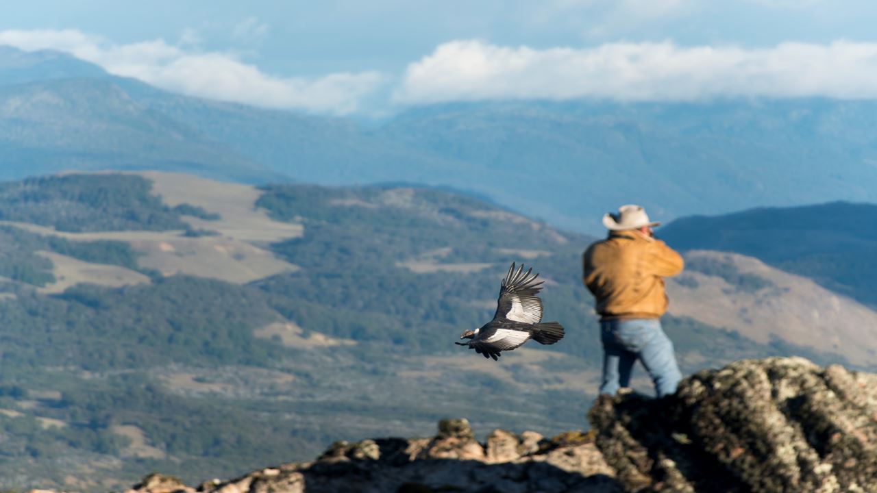 Condor Watching - Coyhaique Alto. foto 3
