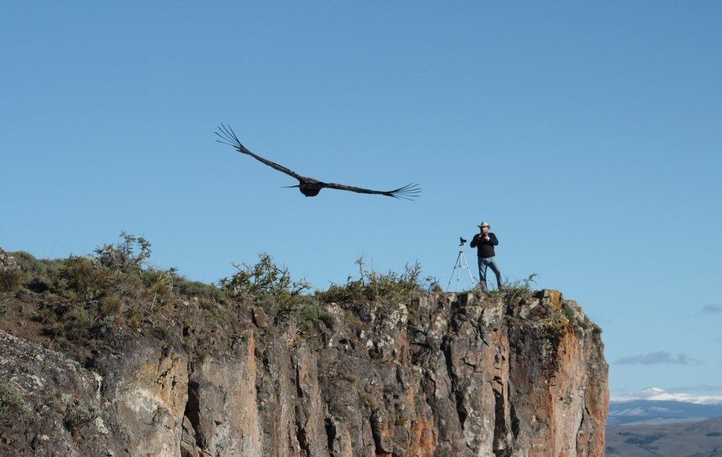 Condor Watching - Coyhaique Alto. foto 10