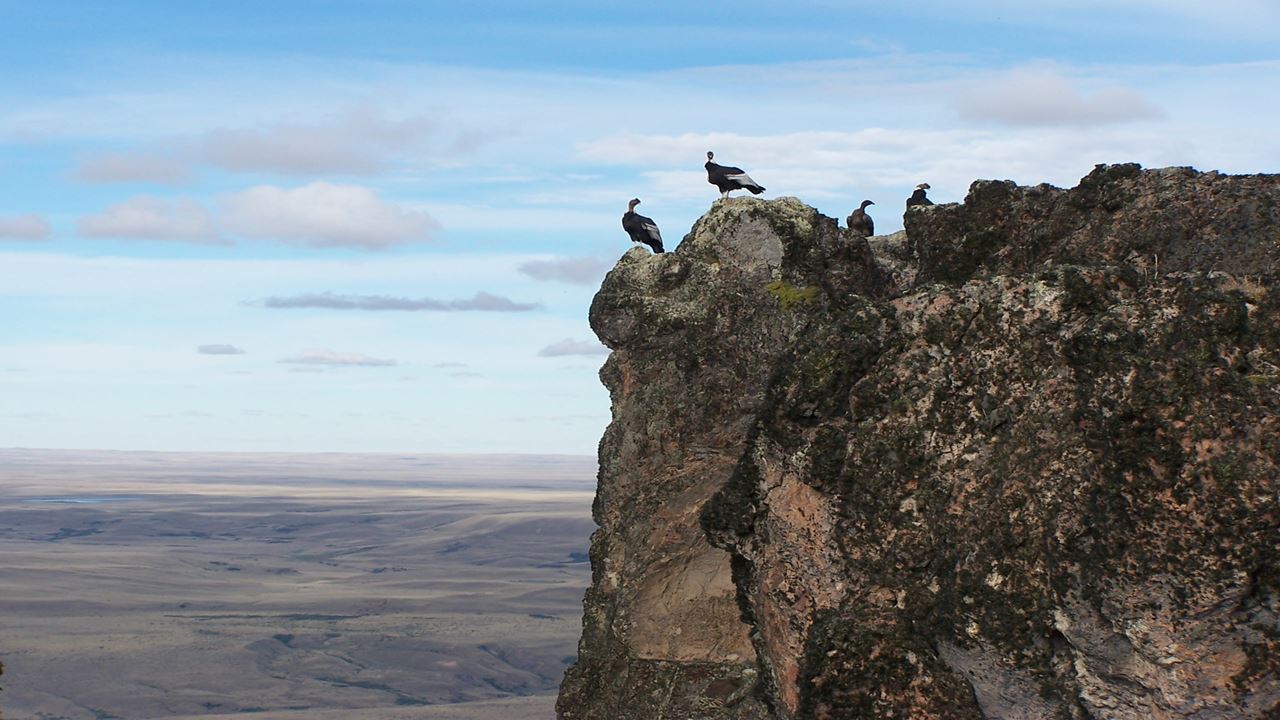 Condor Watching - Coyhaique Alto. foto 6