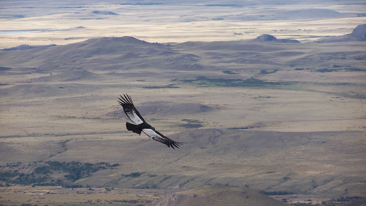 Condor Watching - Coyhaique Alto. foto 7