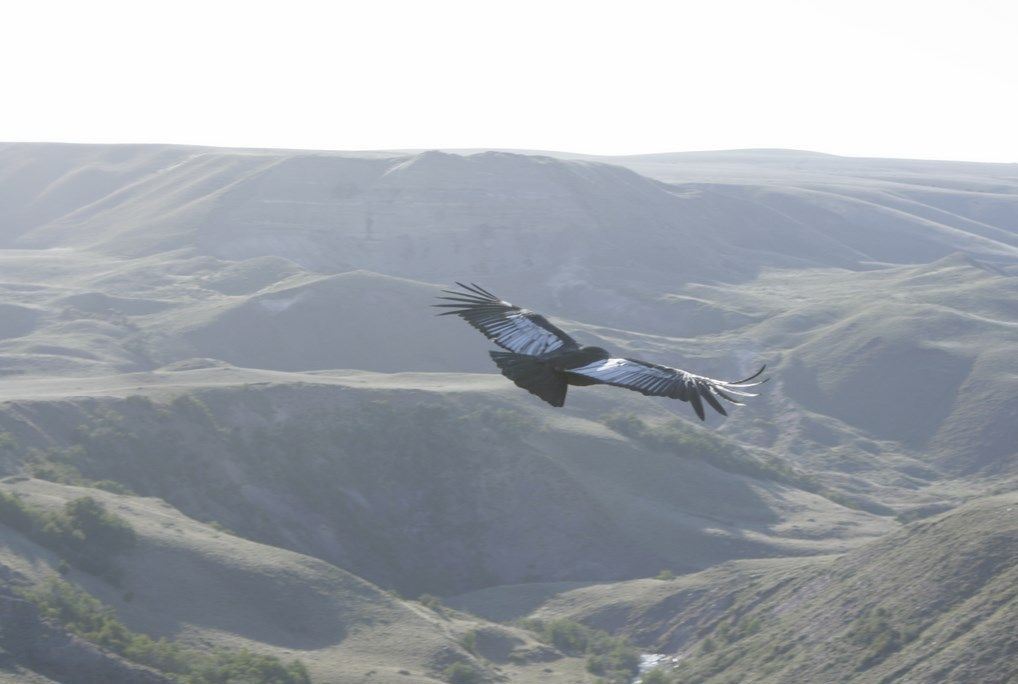 Condor Watching - Coyhaique Alto. foto 8