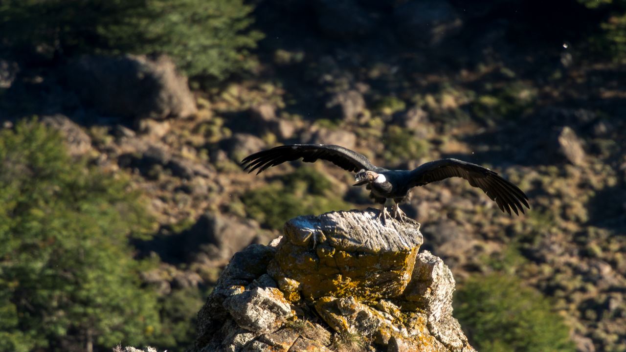 Condor Watching - Coyhaique Alto. foto 2