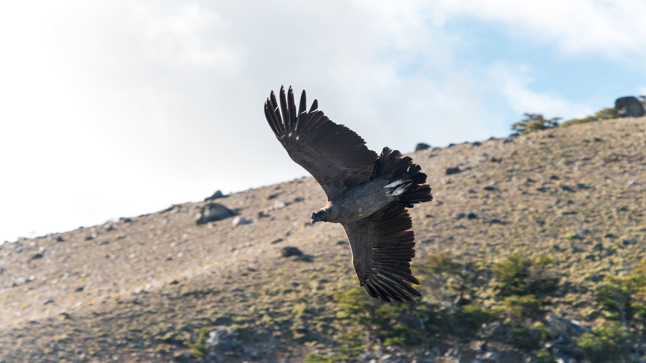 Condor Watching - Coyhaique Alto. foto 4