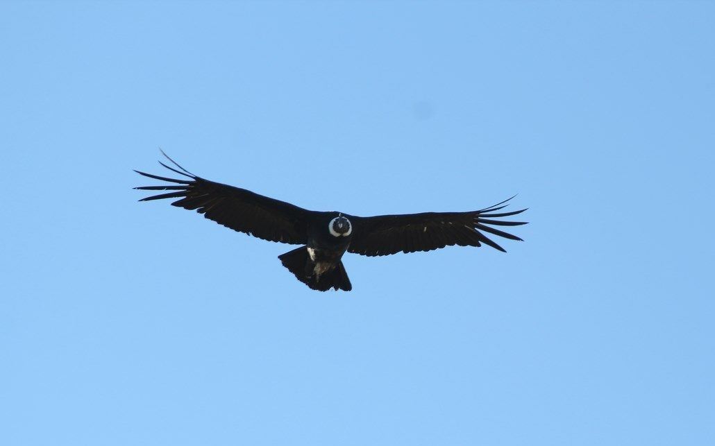Condor Watching - Coyhaique Alto. foto 9