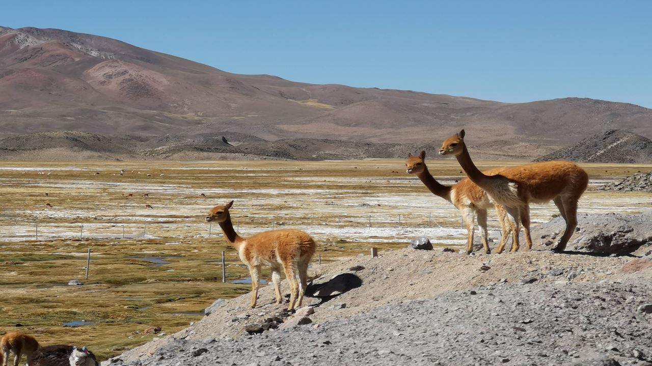 Parque Nacional Lauca E Lago Chungara foto 3