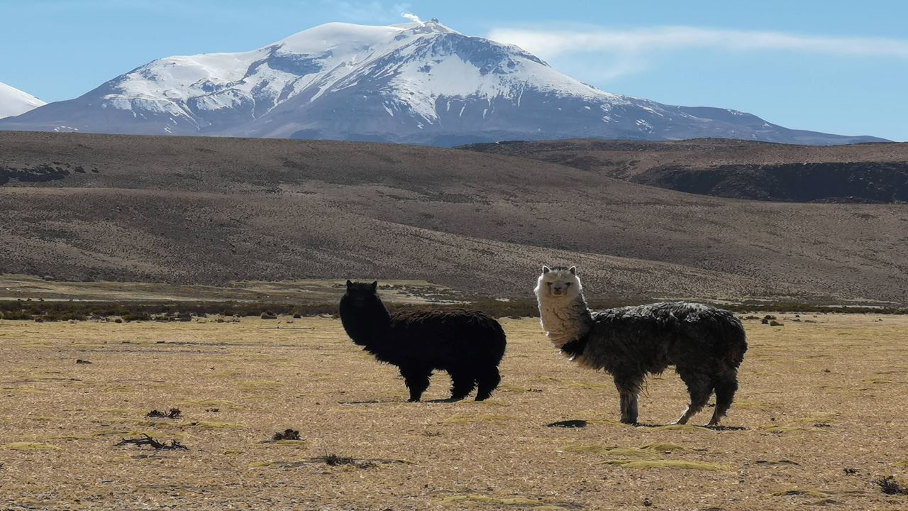 Parque Nacional Lauca E Lago Chungara foto 2