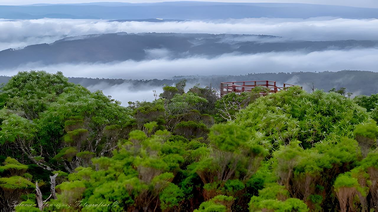 Parque Oncol Em Valdivia, História E Trilhas Naturais foto 6