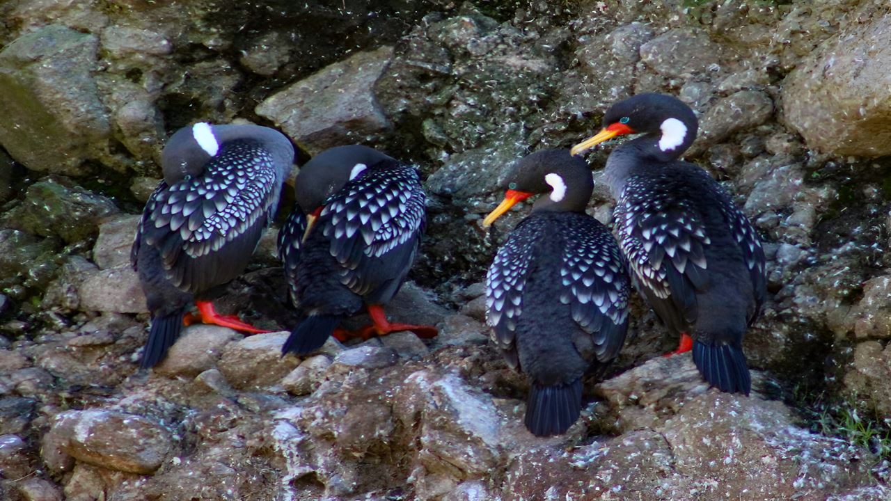 Parque Oncol Em Valdivia, História E Trilhas Naturais foto 5