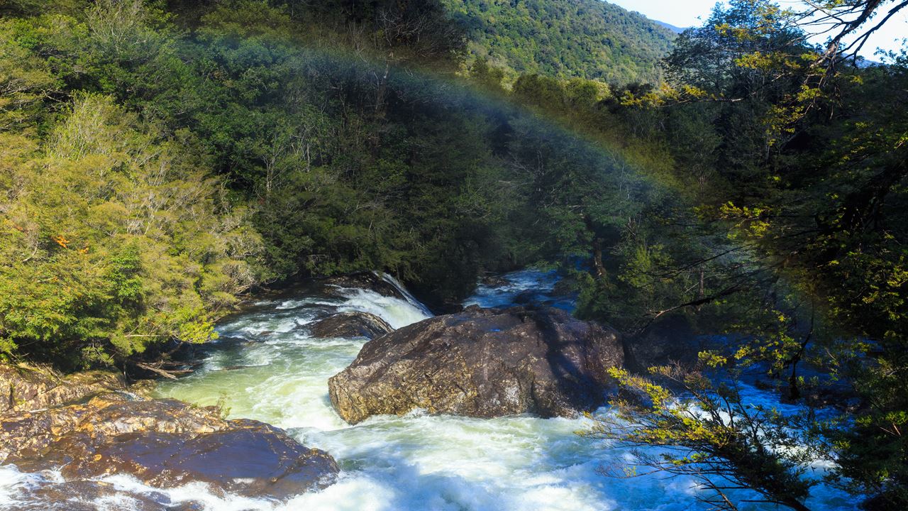 Ruta Alerce Ancestral Y Laguna Chaiquenes: Trek Al Pn Alerce Andino foto 5