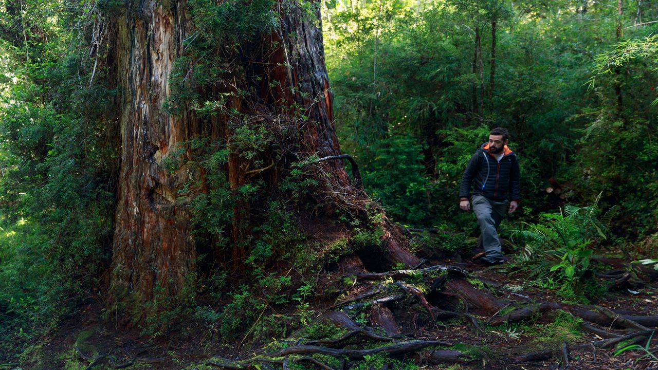 Ruta Alerce Ancestral Y Laguna Chaiquenes: Trek Al Pn Alerce Andino foto 6