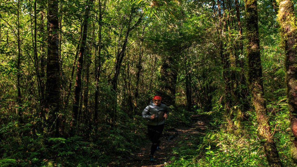 Ruta Alerce Ancestral Y Laguna Chaiquenes: Trek Al Pn Alerce Andino foto 2