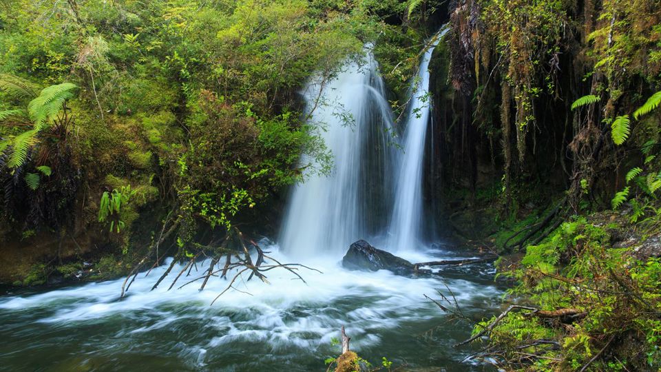 Ruta Alerce Ancestral Y Laguna Chaiquenes: Trek Al Pn Alerce Andino foto 9