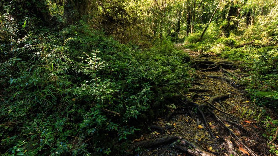 Ruta Alerce Ancestral Y Laguna Chaiquenes: Trek Al Pn Alerce Andino foto 4