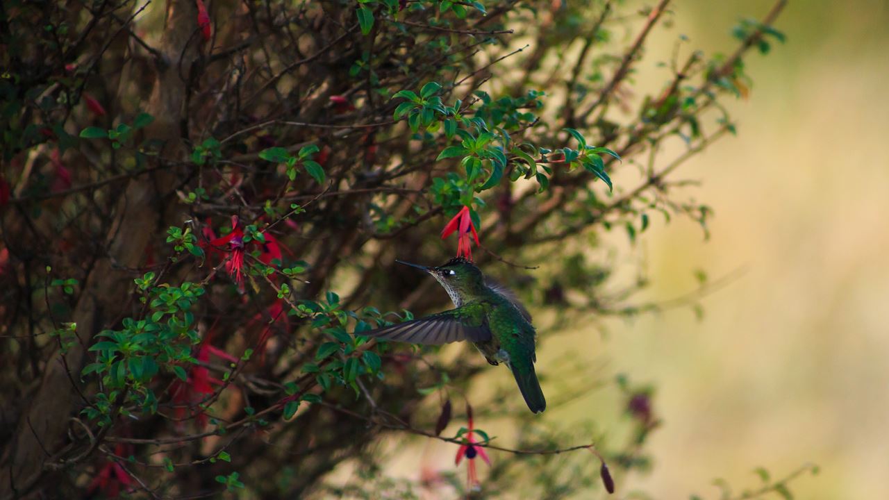 Ruta Mitologica: Muelle De Las Almas Y El Tepual foto 8