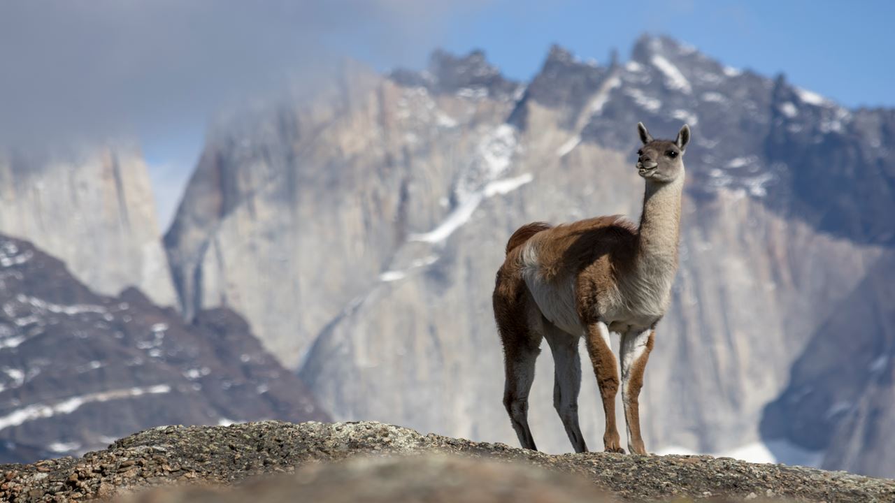 Safari Fotografico En Torres Del Paine foto 7