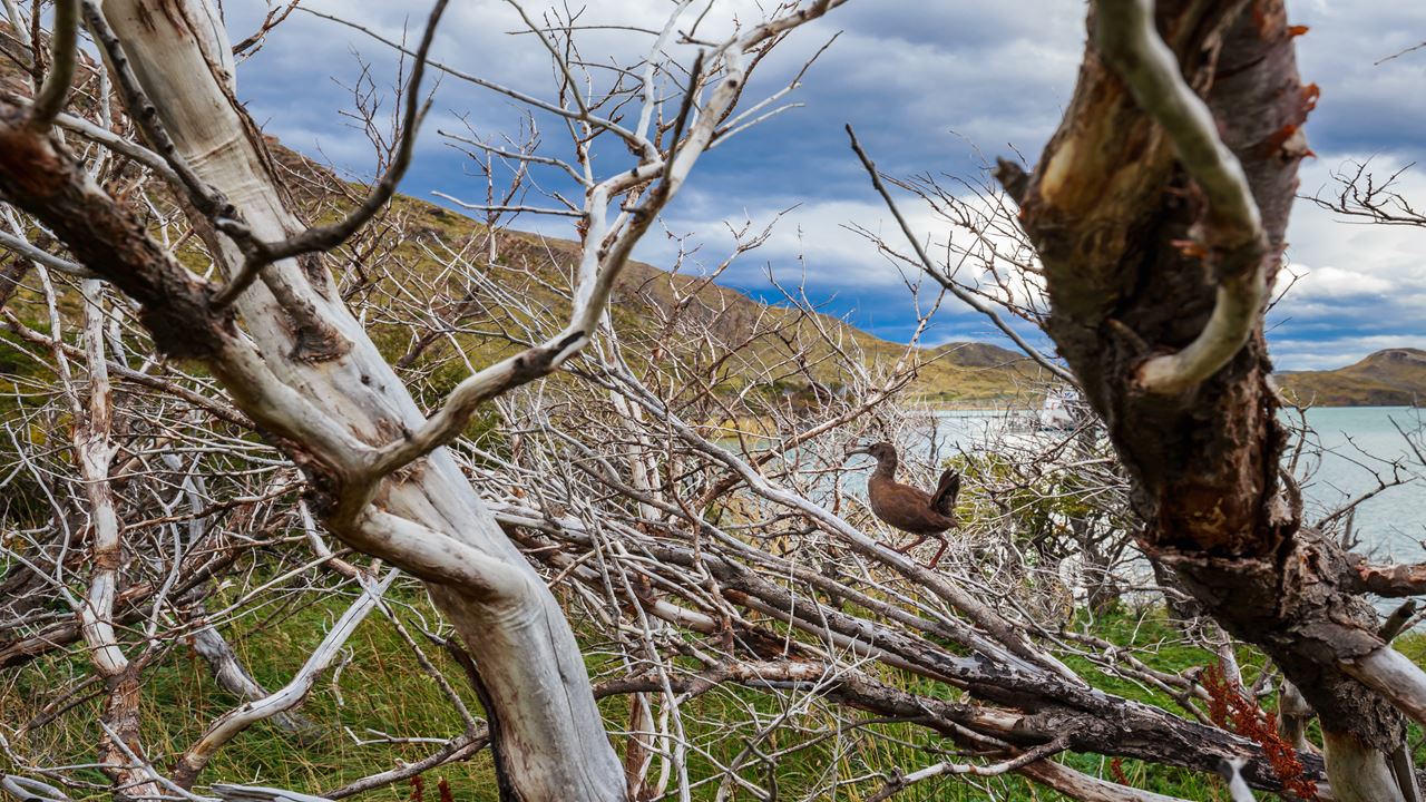 Safari Fotografico En Torres Del Paine foto 11