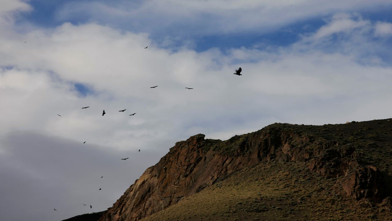 Safari Fotografico En Torres Del Paine foto 4