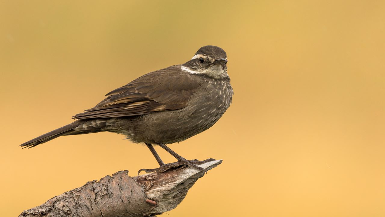 Safari Fotografico En Torres Del Paine foto 5