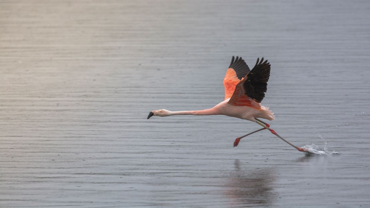 Safari Fotografico En Torres Del Paine foto 9