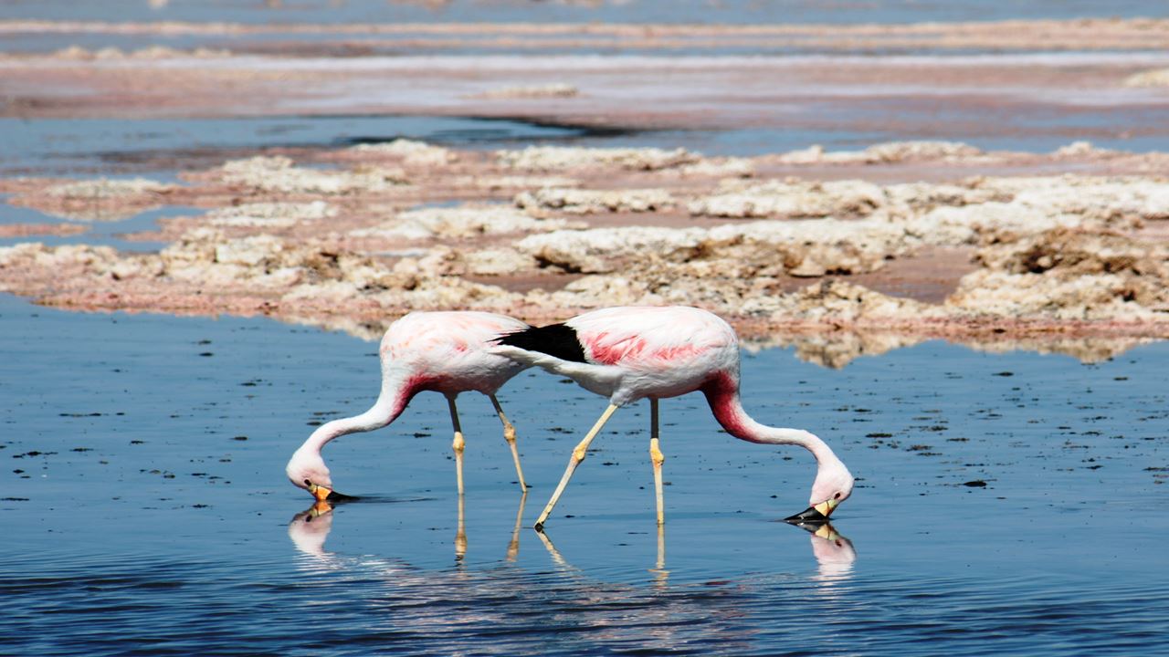 Salar De Atacama & Poblado De Toconao (7)