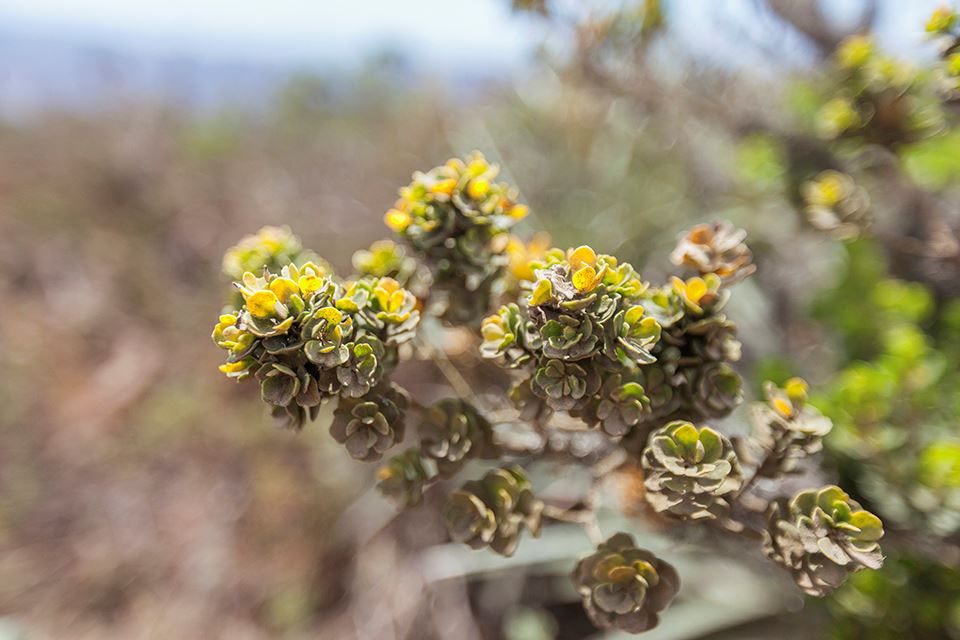 Trekking Im Nationalpark Fray Jorge – Natur- Und Kulturwunder foto 6
