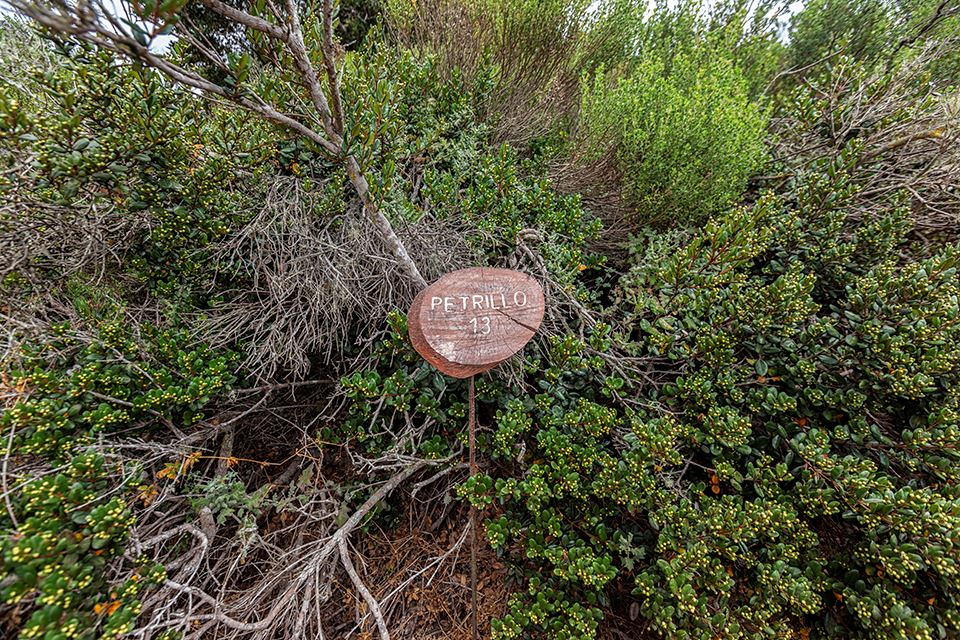 Trekking Im Nationalpark Fray Jorge – Natur- Und Kulturwunder foto 12