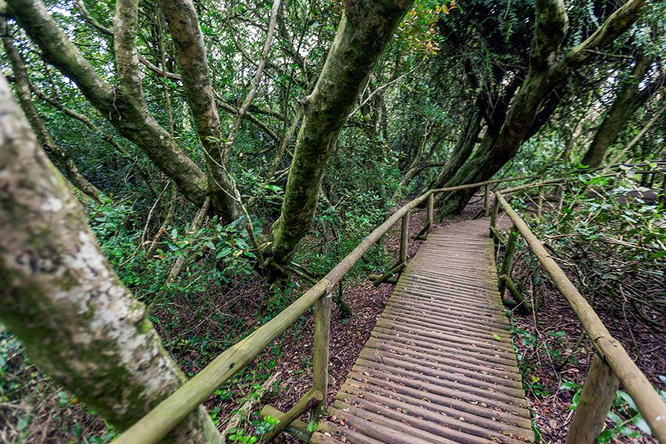 Trekking Im Nationalpark Fray Jorge – Natur- Und Kulturwunder foto 17