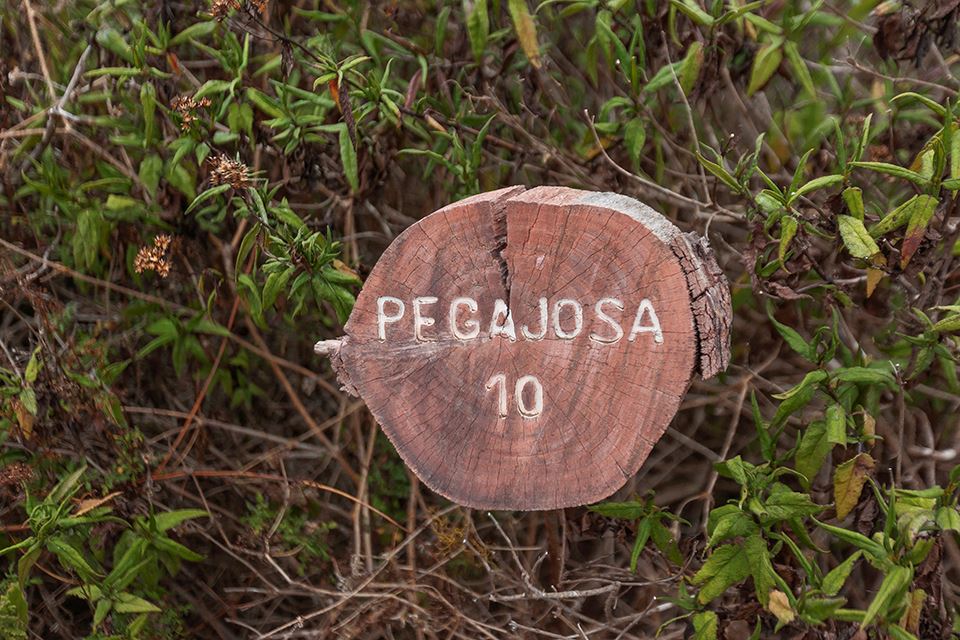 Trekking Im Nationalpark Fray Jorge – Natur- Und Kulturwunder foto 9