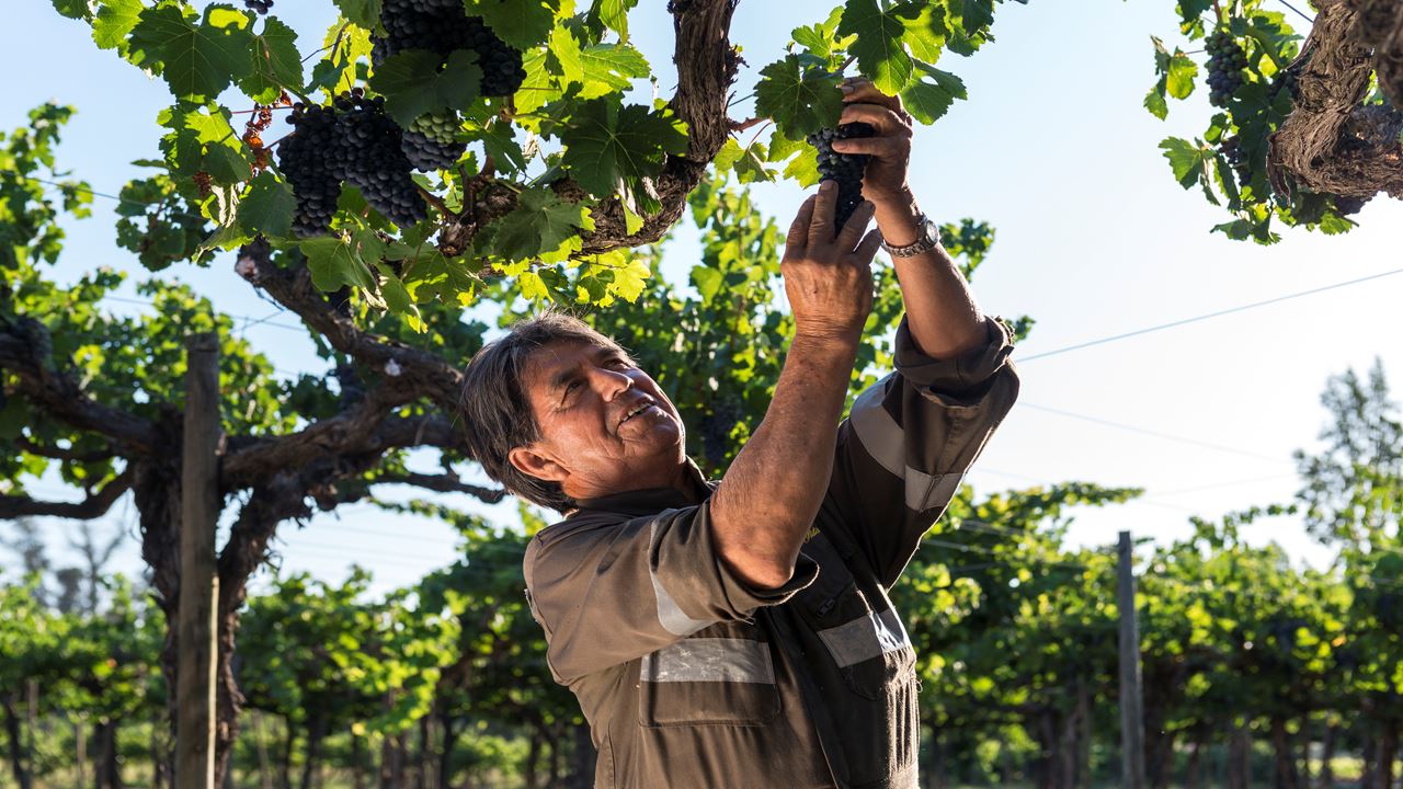 Tour To Santa Rita Vineyard From Santiago (7)