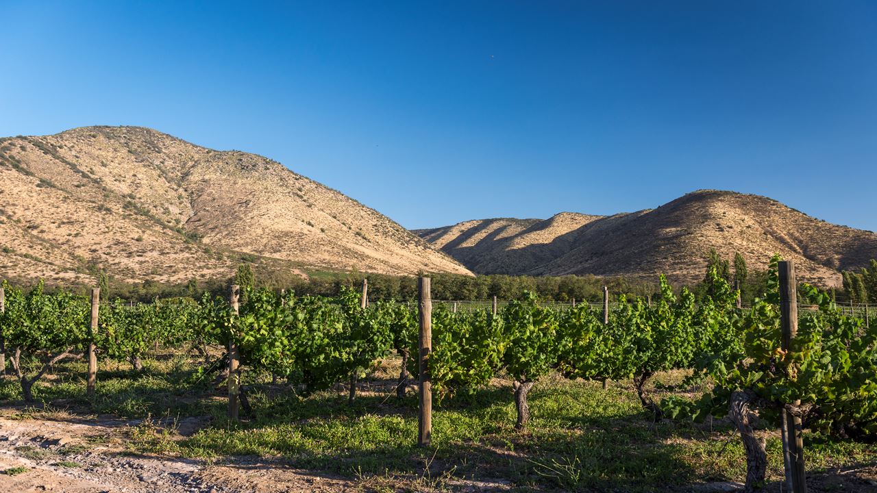 Tour To Santa Rita Vineyard From Santiago (8)