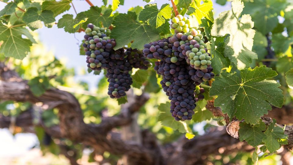 Tour To Santa Rita Vineyard From Santiago foto 7