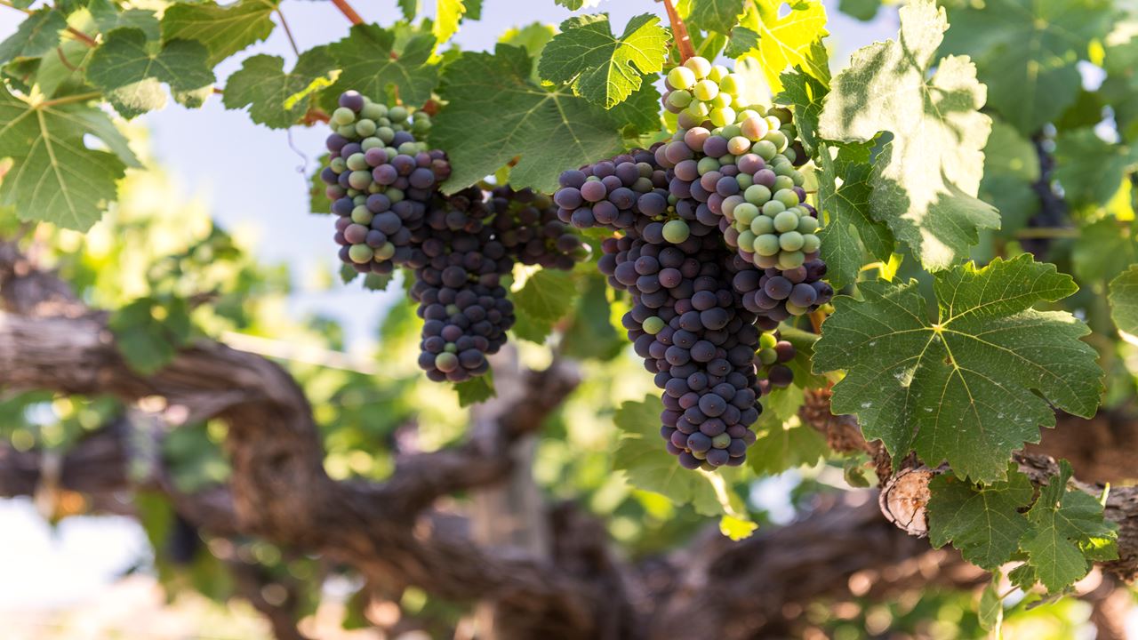 Tour To Santa Rita Vineyard From Santiago (6)