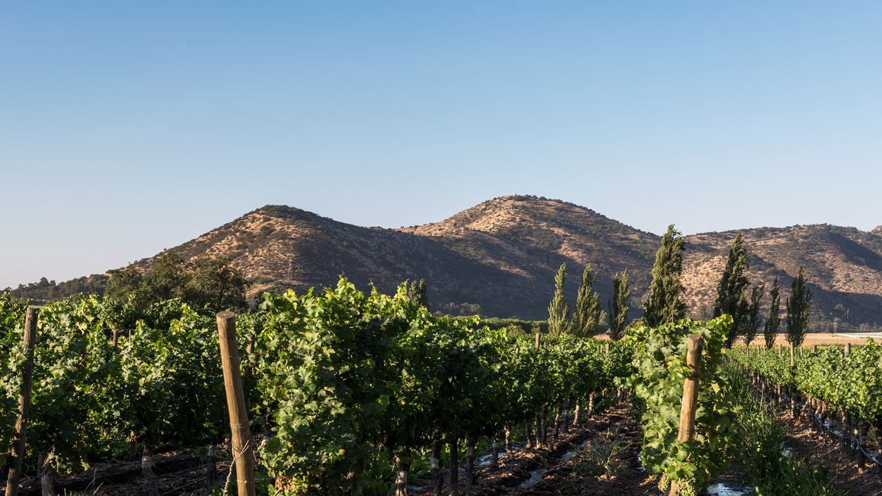 Tour To Santa Rita Vineyard From Santiago (4)