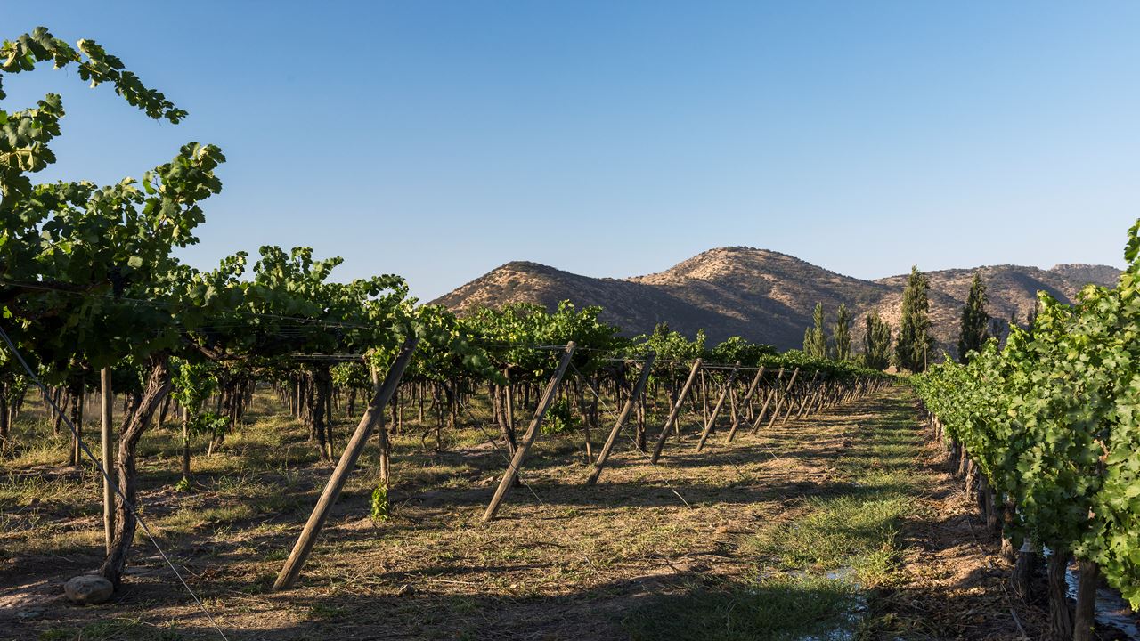 Tour To Santa Rita Vineyard From Santiago (9)