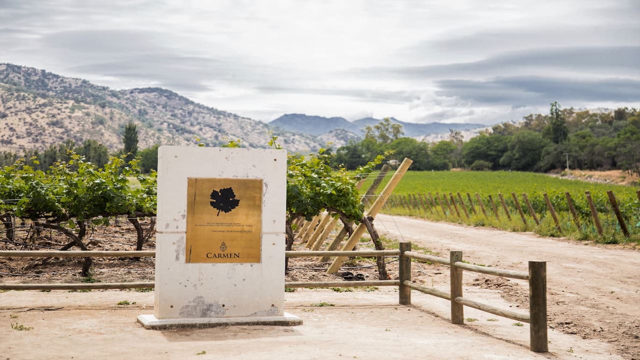 Tour To Santa Rita Vineyard From Santiago (15)
